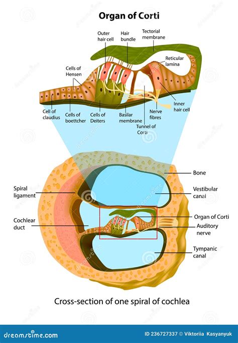 Anatomy Of Cochlea Spiral Organ Ear