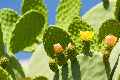 Flowering Cactus Free Stock Photo - Public Domain Pictures