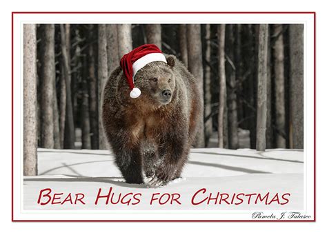 141129-bear Hugs For Christmas Photograph by Pamela Talasco