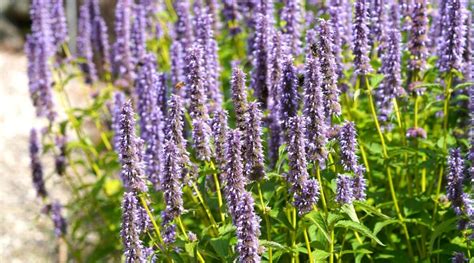 Anise Hyssop: How To Grow and Care For Agastache Foeniculum