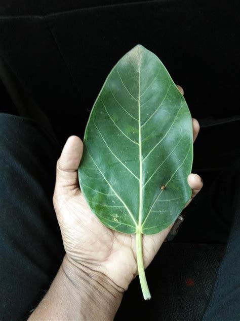 Banyan tree (Ficus benghalensis) leaf, upper side, India | Feedipedia