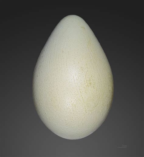 Emperor Penguin Egg - Wikipedia+ | Bird eggs, Toulouse, Eggs