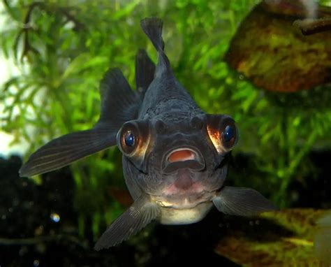 Black Moor: Diet | Size | Cost | Breeding | Lifespan | Care Guide – Fishkeeping Forever