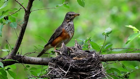 Review birds nest family life, the baby bird mother bird family life #birdlovers #reviewbirdnest ...