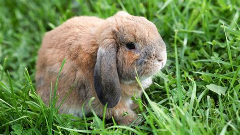 A guide to owning Mini Lop rabbits | PetsRadar