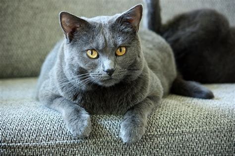 Kartäuser Katze (Chartreux) - Haustierratgeber.de