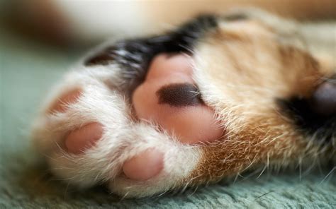 Cute cat paw wallpaper | 1920x1200 | #12568