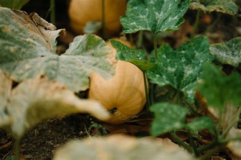 The Right Time to Harvest Butternut Squash and How to Store It