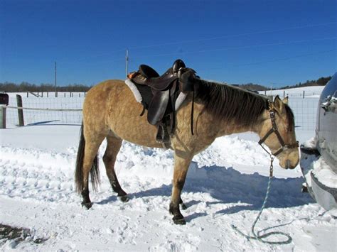 paso fino – Trail Saddles by Steele