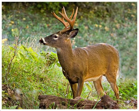 77 best images about Shenandoah Wildlife on Pinterest | National parks ...