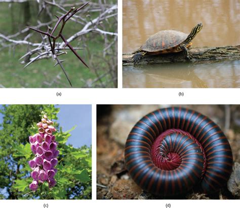 Predation and Herbivory | Biology for Non-Majors II