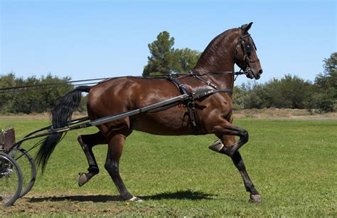 American Saddlebred Horse Breed Profile