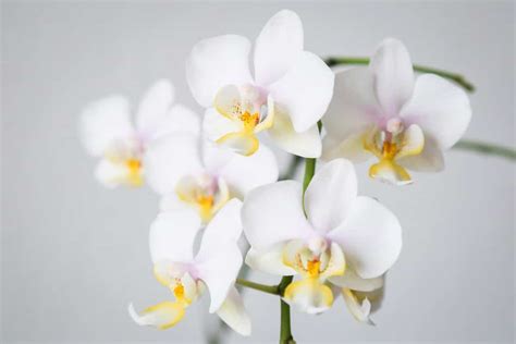 Phalaenopsis Orchid Care For Beginners (Easy Guide) - Smart Garden Guide