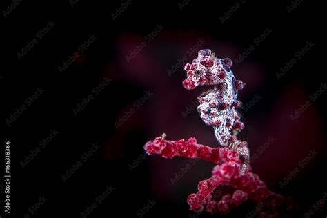 Pygmy Seahorse Stock Photo | Adobe Stock