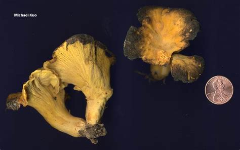 Cantharellus lateritius (MushroomExpert.Com)