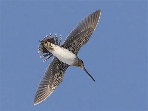 Picture Of A Snipe Bird - Poles Png