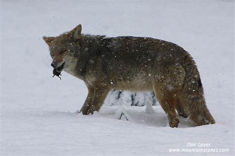 Coyote Feeding | A coyote eats its morning catch in the snow… | Flickr