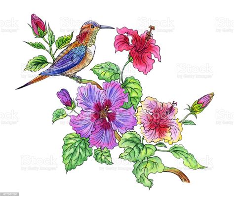 Hummingbird On A Hibiscus Stock Illustration - Download Image Now - Animal, Art, Beauty - iStock