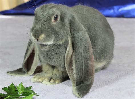 English Lop Rabbit: Facts, Temperament, and Care, with Pictures