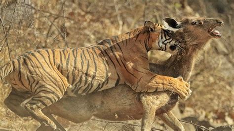 Relentless Moments of Tiger Hunting (Videos) - Amazing Animal Planet Club