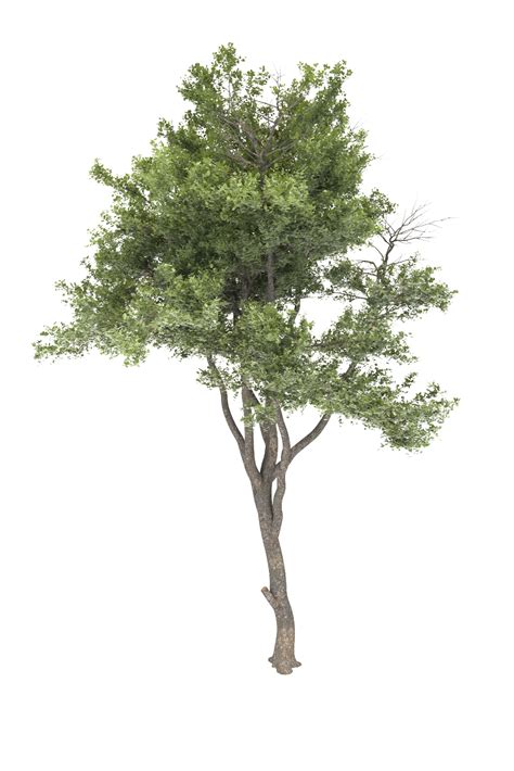 Tree Free 3D Model :: Behance