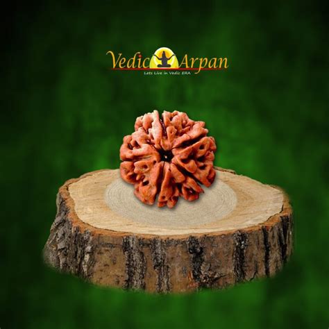 5 Mukhi Rudraksha at Best Price | Orignal Nepal Rudraksha