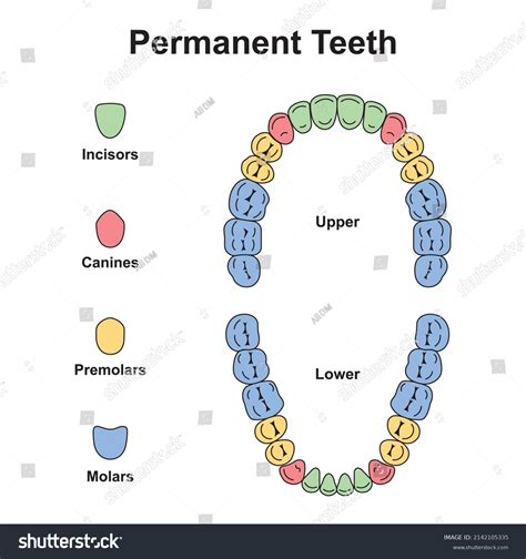 Human Teeth Diagram For Kids