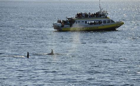 Whalesafari Whale Watching Boat Tourists Swimming Editorial Stock Photo ...