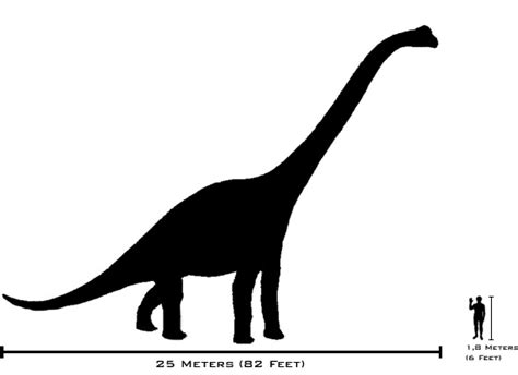 File:Human-brachiosaurus size comparison.png - Wikimedia Commons