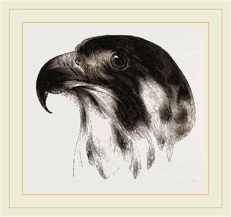 Falcon Head Drawing at GetDrawings | Free download