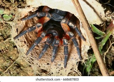 Trapdoor Spider Habitat Stock Photo 668687803 | Shutterstock