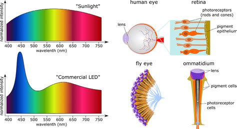 Sunlight spectrum consists of wavelengths representing different... | Download Scientific Diagram