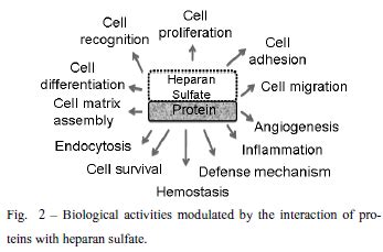 Heparan sulfate - Alchetron, The Free Social Encyclopedia