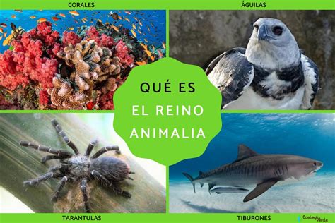 Reino Animalia o animal: qué es, características, clasificación y ejemplos - Resumen