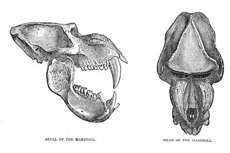 Mandrill Skeleton