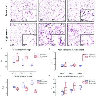 Lung parenchyma histology results: (A) Representative images of H&E ...