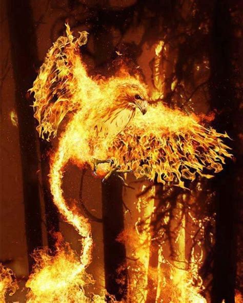 Phoenix on Fire | Flame art, Phoenix art, Fire art