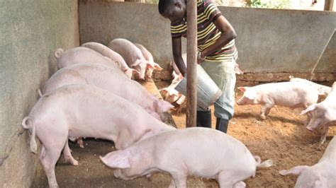 How to go about rearing pigs - Daily Monitor