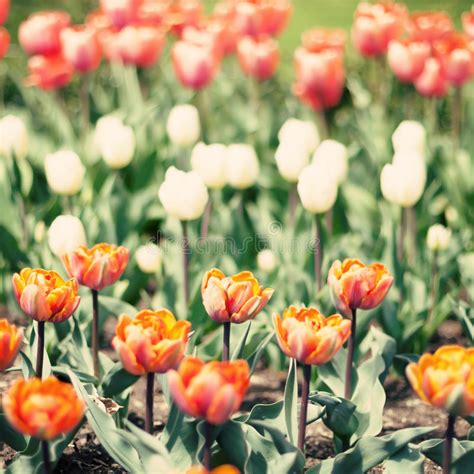 Red, White and Orange Tulips Stock Photo - Image of nature, feminine: 45987544