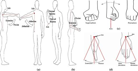 Schematic diagram of a shoulder flexion/extension, abduction/adduction ...