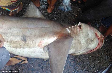 Mysterious species of Ganges shark is seen for first the in a decade | Daily Mail Online