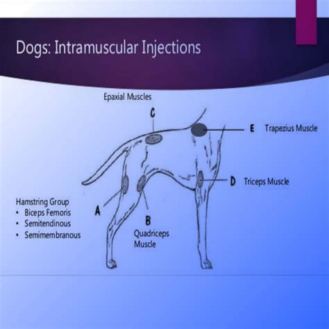 Intramuscular Injection Sites In Dogs