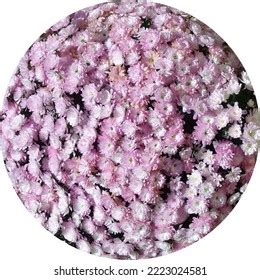 Circular Isolated Pink Fall Mums Stock Photo 2223024581 | Shutterstock