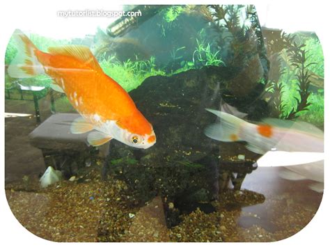 Goldfish Eggs? : Behind Mytutorlist.com