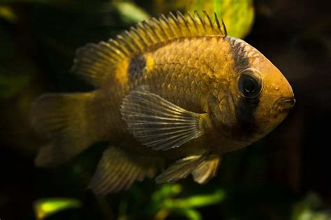 Keyhole Cichlid (Cleithracara maronii): Care Guide - Fish Laboratory