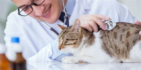 7 Tips to Keep Your Cat "Feline Fine" in Cat Health Month and Beyond