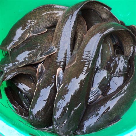 Fresh Catfish Per kg - Indulge your cravings with a click!