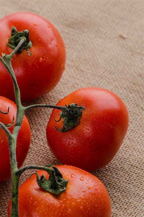 Cherry tomatoes vine stock photo. Image of herb, fragrant - 25205668