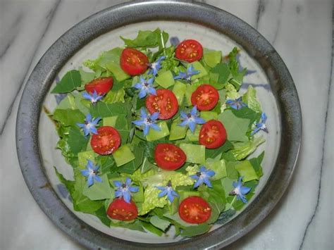 Tomato and Borage Salad | Tasty, Recipes, Borage