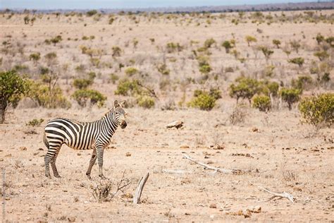 "Zebra In The Savannah" by Stocksy Contributor "Michela Ravasio" - Stocksy